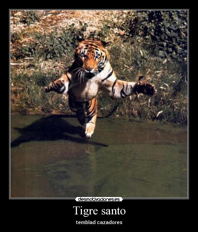Tigre santo - 