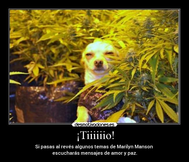 ¡Tiiiiiio! - Si pasas al revés algunos temas de Marilyn Manson
escucharás mensajes de amor y paz.