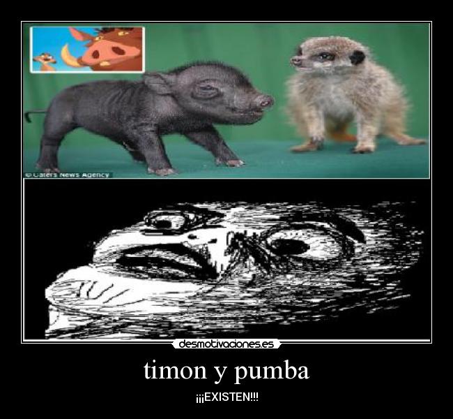 timon y pumba - ¡¡¡EXISTEN!!!