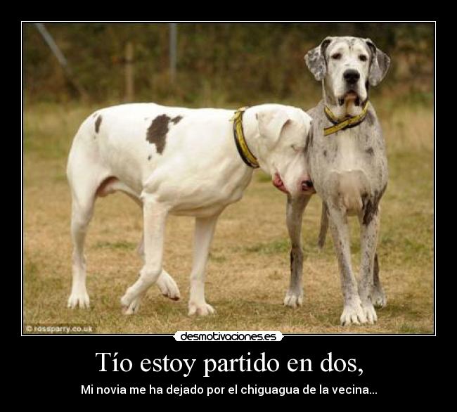 carteles perros desmotivaciones