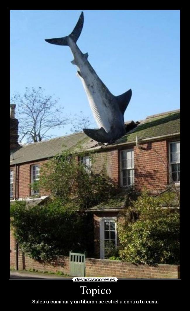 Topico - Sales a caminar y un tiburón se estrella contra tu casa.