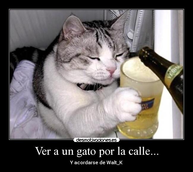 Ver a un gato por la calle... - 