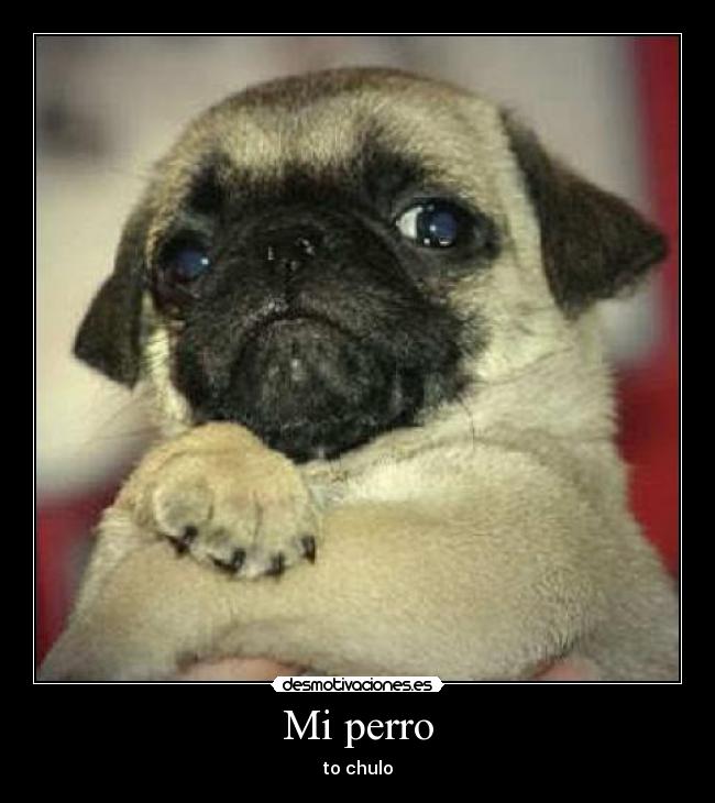 Mi perro - to chulo