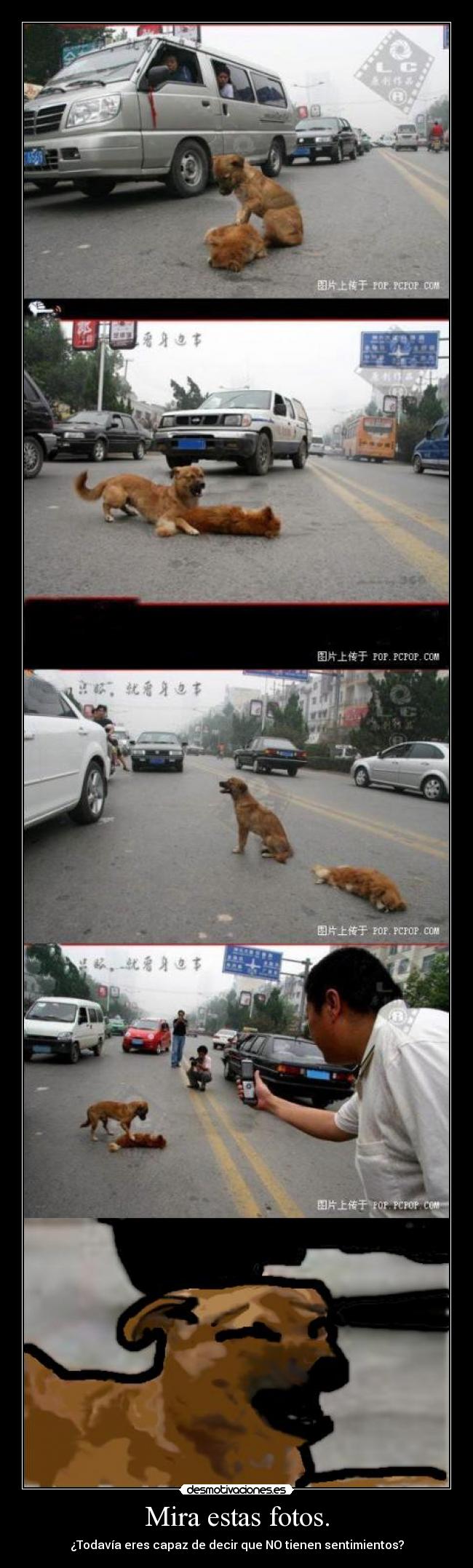 Mira estas fotos. - ¿Todavía eres capaz de decir que NO tienen sentimientos?