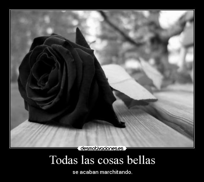 Todas las cosas bellas - 