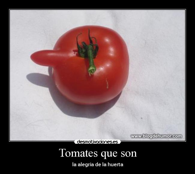 Tomates que son -