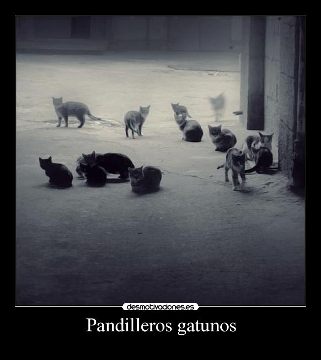 Pandilleros gatunos -