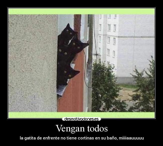 Vengan todos - la gatita de enfrente no tiene cortinas en su baño, miiiiaauuuuu