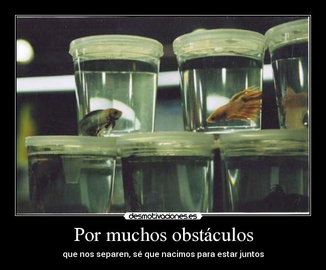 Por muchos obstáculos - que nos separen, sé que nacimos para estar juntos