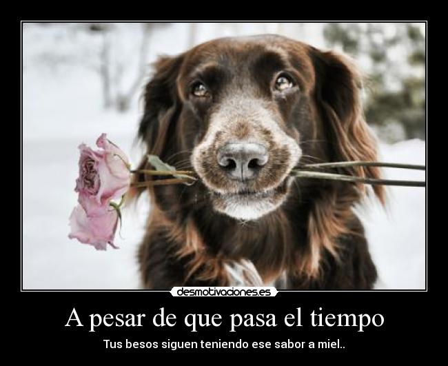 A pesar de que pasa el tiempo - Tus besos siguen teniendo ese sabor a miel..