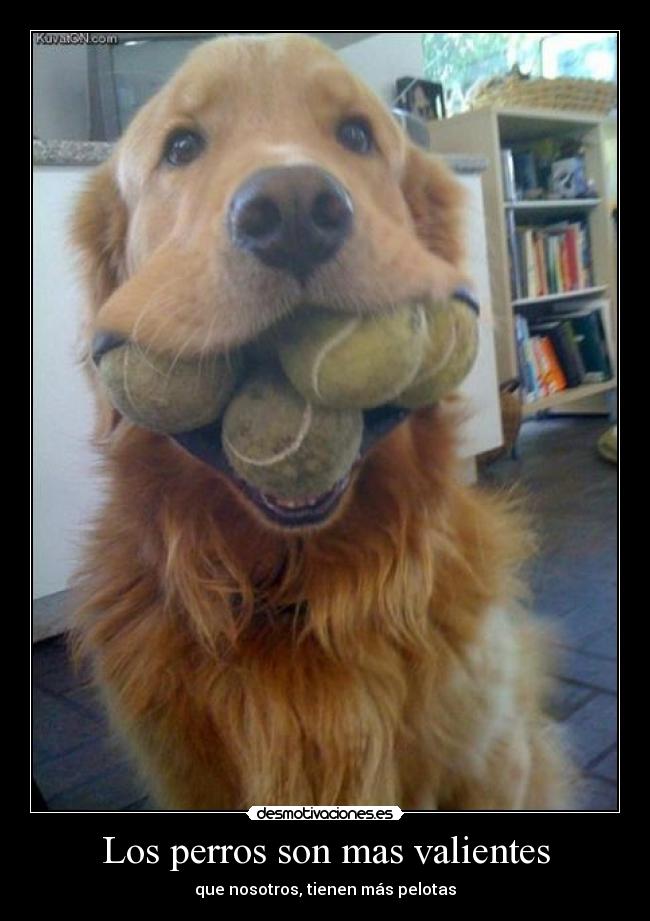 Los perros son mas valientes - que nosotros, tienen más pelotas