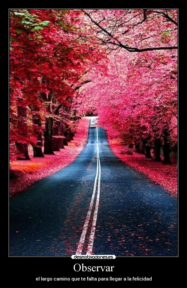 Observar - el largo camino que te falta para llegar a la felicidad