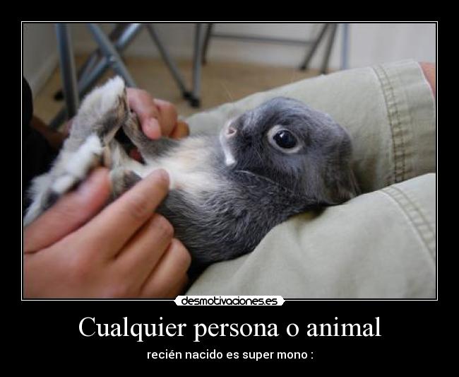 Cualquier persona o animal -