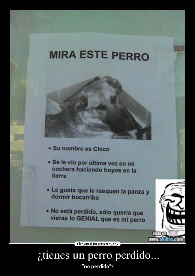 ¿tienes un perro perdido... - no perdido?