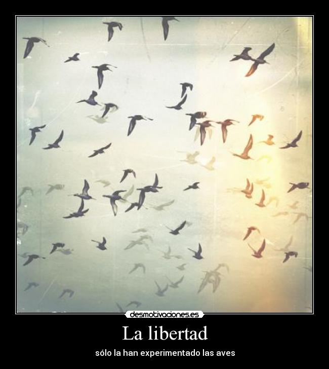 carteles libertad libertad desmotivaciones
