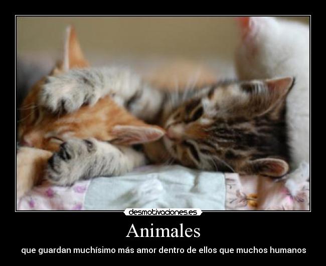 Animales - 