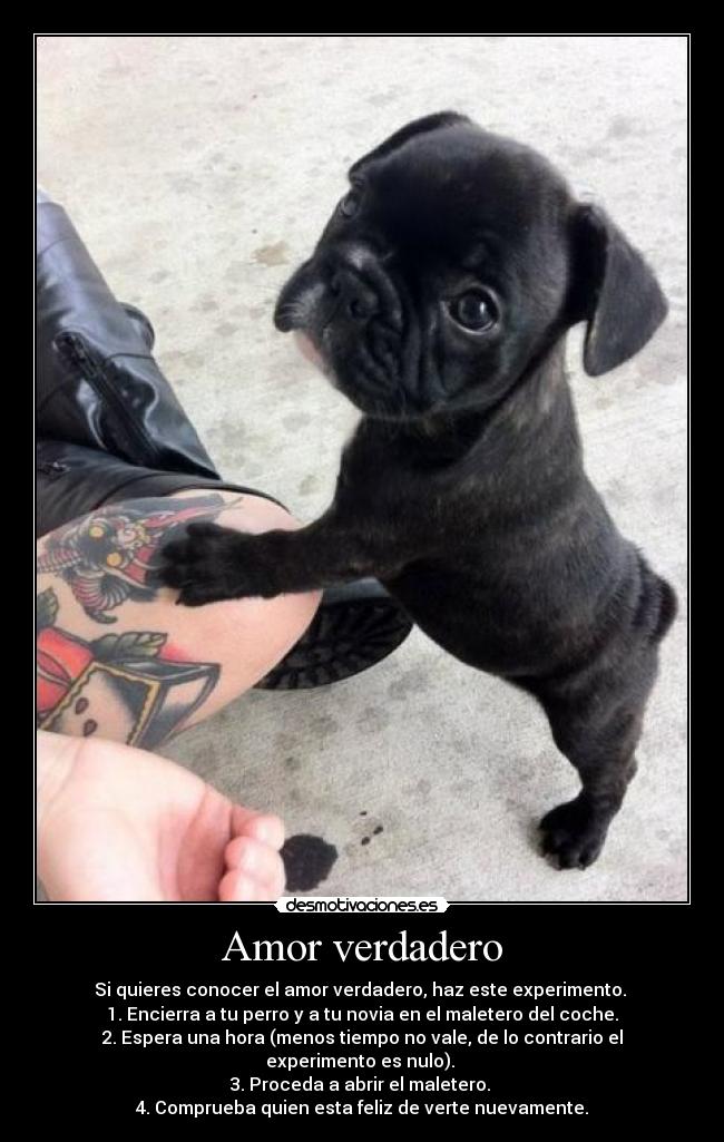 Amor verdadero - 