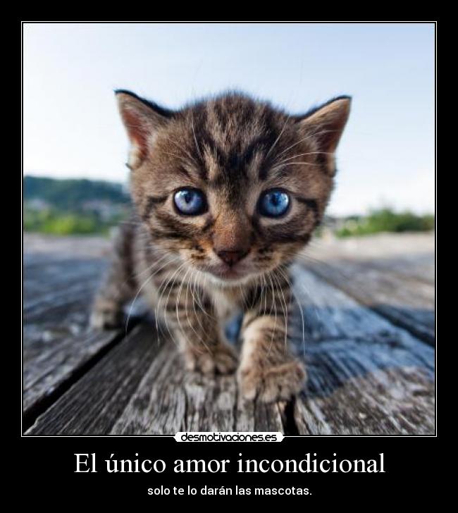 El único amor incondicional - 