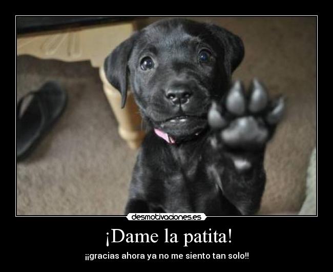¡Dame la patita! -