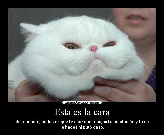 Esta es la cara - de tu madre, cada vez que te dice que recojas tu habitación y tu no
le haces ni puto caso.