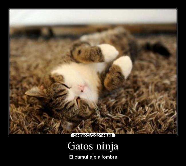 Gatos ninja -