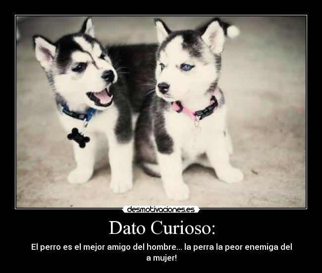 Dato Curioso: -