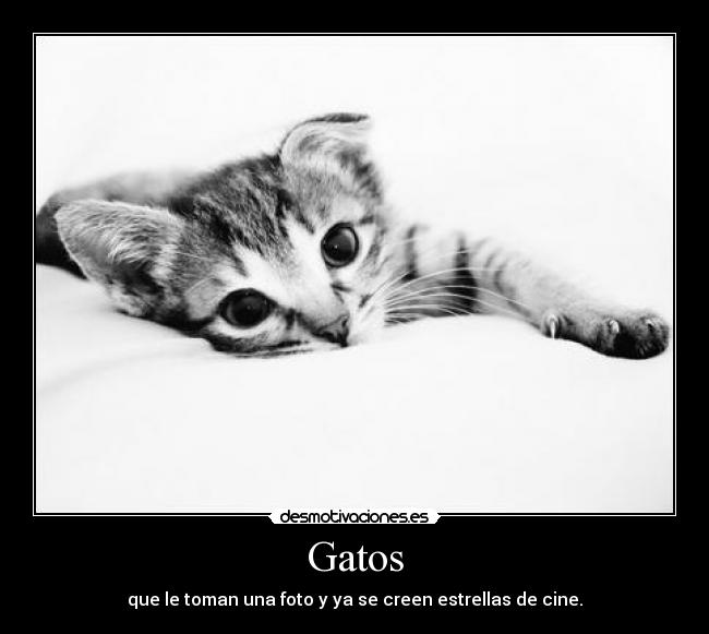 Gatos - que le toman una foto y ya se creen estrellas de cine.