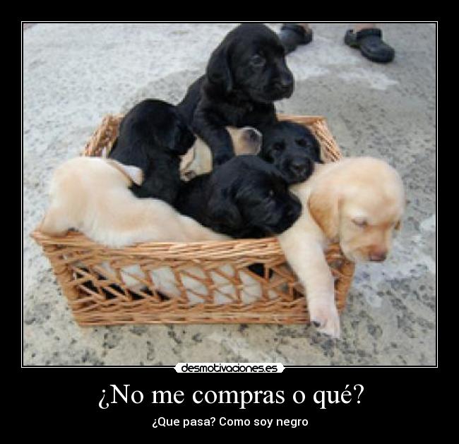¿No me compras o qué? - ¿Que pasa? Como soy negro