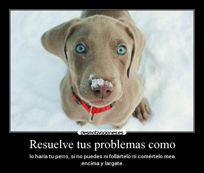 Resuelve tus problemas como - lo haría tu perro, si no puedes ni follártelo ni comértelo mea encima y largate.