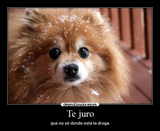 carteles perro drogado slevin kelevra desmotivaciones