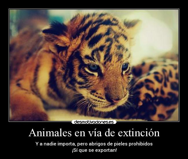 Animales en vía de extinción - 
