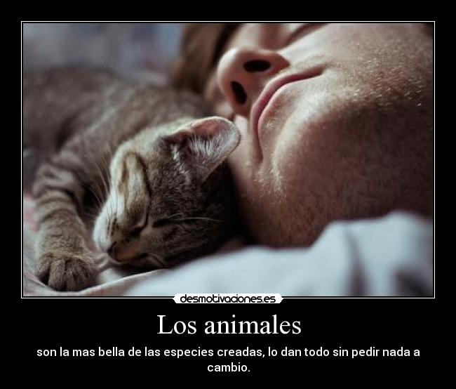 Los animales - son la mas bella de las especies creadas, lo dan todo sin pedir nada a cambio.