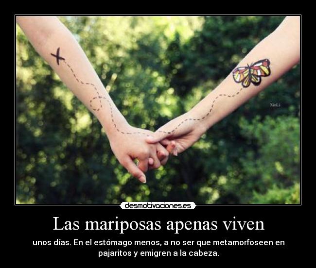 Las mariposas apenas viven - unos días. En el estómago menos, a no ser que metamorfoseen en
pajaritos y emigren a la cabeza.