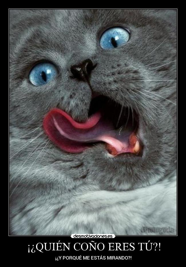 ¡¿QUIÉN COÑO ERES TÚ?! - ¡¿Y PORQUÉ ME ESTÁS MIRANDO?!
