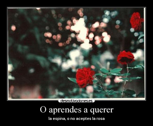 O aprendes a querer - la espina, o no aceptes la rosa