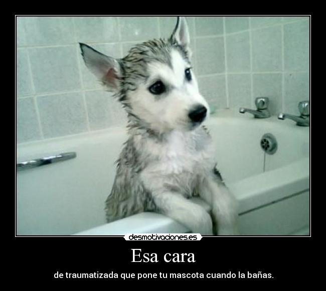 Esa cara - de traumatizada que pone tu mascota cuando la bañas.