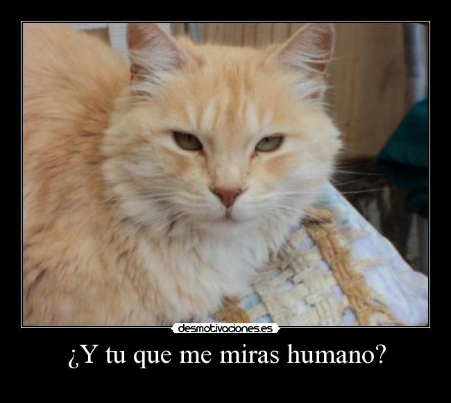 ¿Y tu que me miras humano? - 
