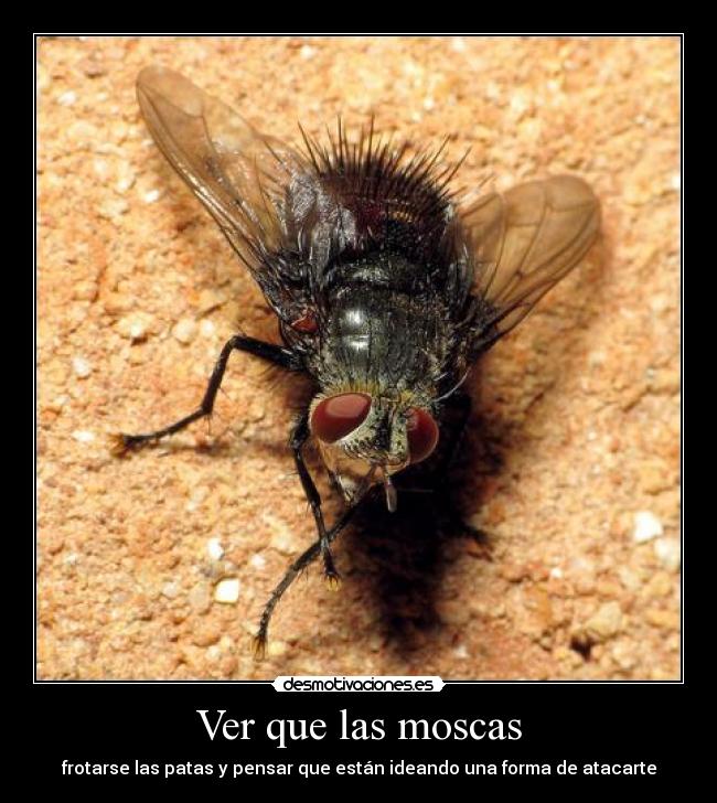 Ver que las moscas - 