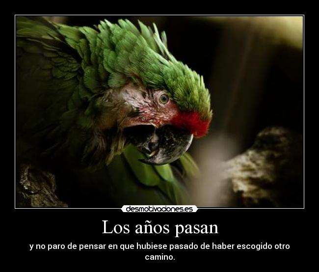 carteles guacamayo verde ara ararauna yzel anos pasado caminos desmotivaciones