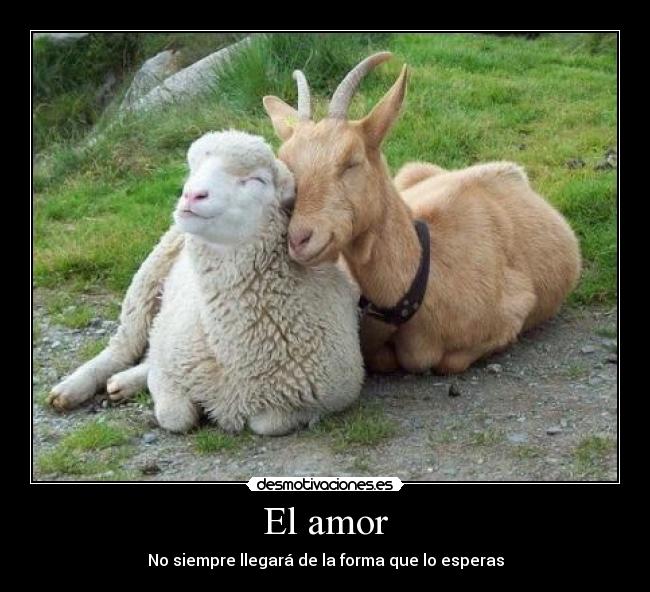 El amor - No siempre llegará de la forma que lo esperas