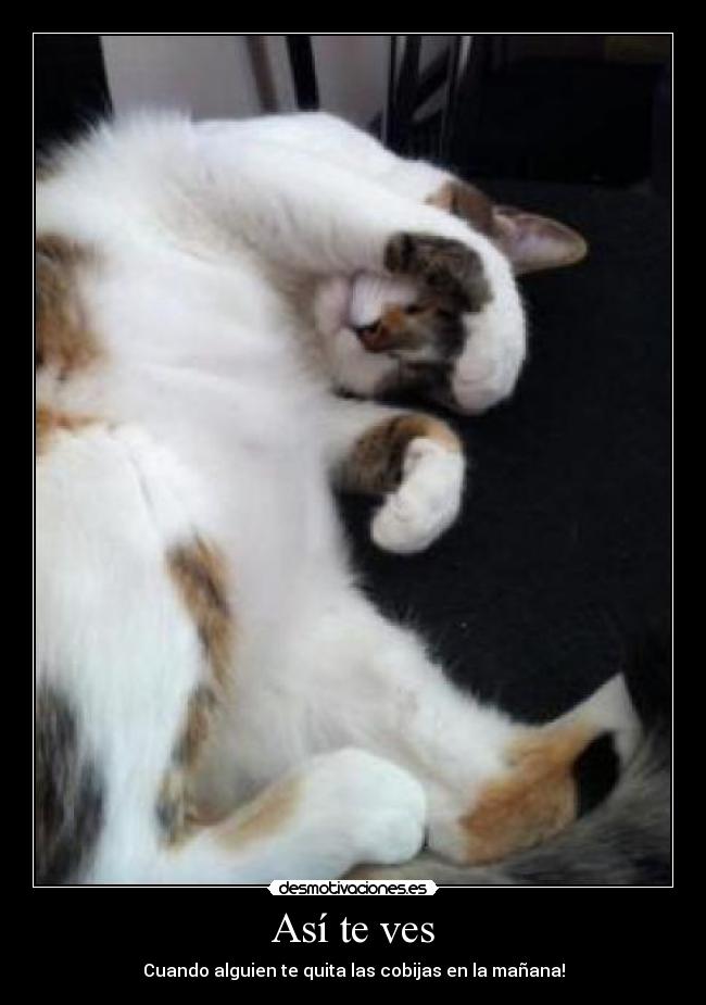 Así te ves - Cuando alguien te quita las cobijas en la mañana!
