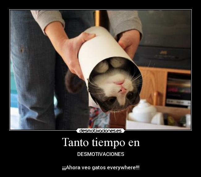 carteles gatos asesinos que planean dominar mundo megaglt desmotivaciones