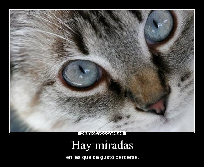 Hay miradas - en las que da gusto perderse.