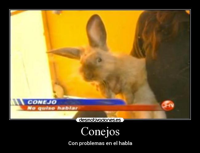 Conejos - 