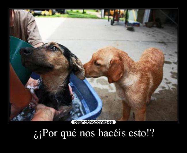 ¿¡Por qué nos hacéis esto!? -