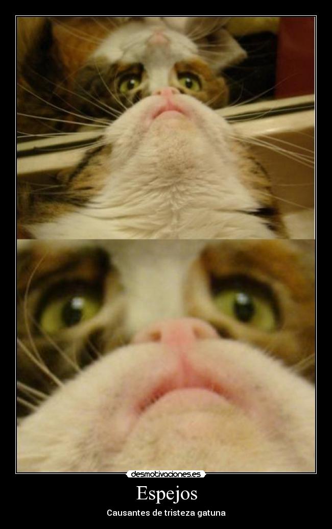 Espejos - Causantes de tristeza gatuna