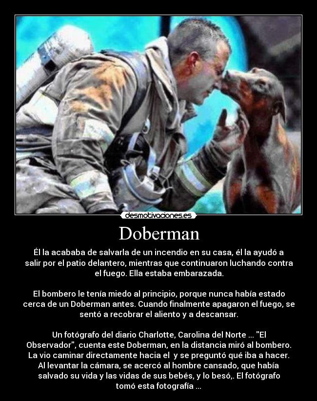 Doberman - Él la acababa de salvarla de un incendio en su casa, él la ayudó a
salir por el patio delantero, mientras que continuaron luchando contra
el fuego. Ella estaba embarazada.
El bombero le tenía miedo al principio, porque nunca había estado
cerca de un Doberman antes. Cuando finalmente apagaron el fuego, se
sentó a recobrar el aliento y a descansar.
Un fotógrafo del diario Charlotte, Carolina del Norte ... El
Observador, cuenta este Doberman, en la distancia miró al bombero.
La vio caminar directamente hacia el y se preguntó qué iba a hacer.
Al levantar la cámara, se acercó al hombre cansado, que había
salvado su vida y las vidas de sus bebés, y lo besó,. El fotógrafo
tomó esta fotografía ...