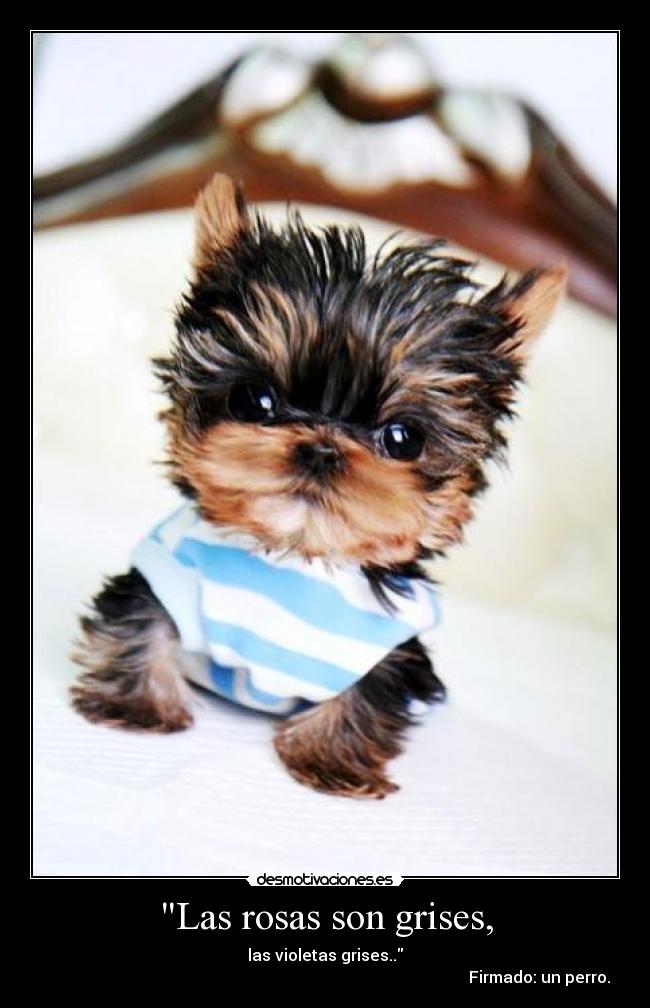 Las rosas son grises, - las violetas grises..
Firmado: un perro.