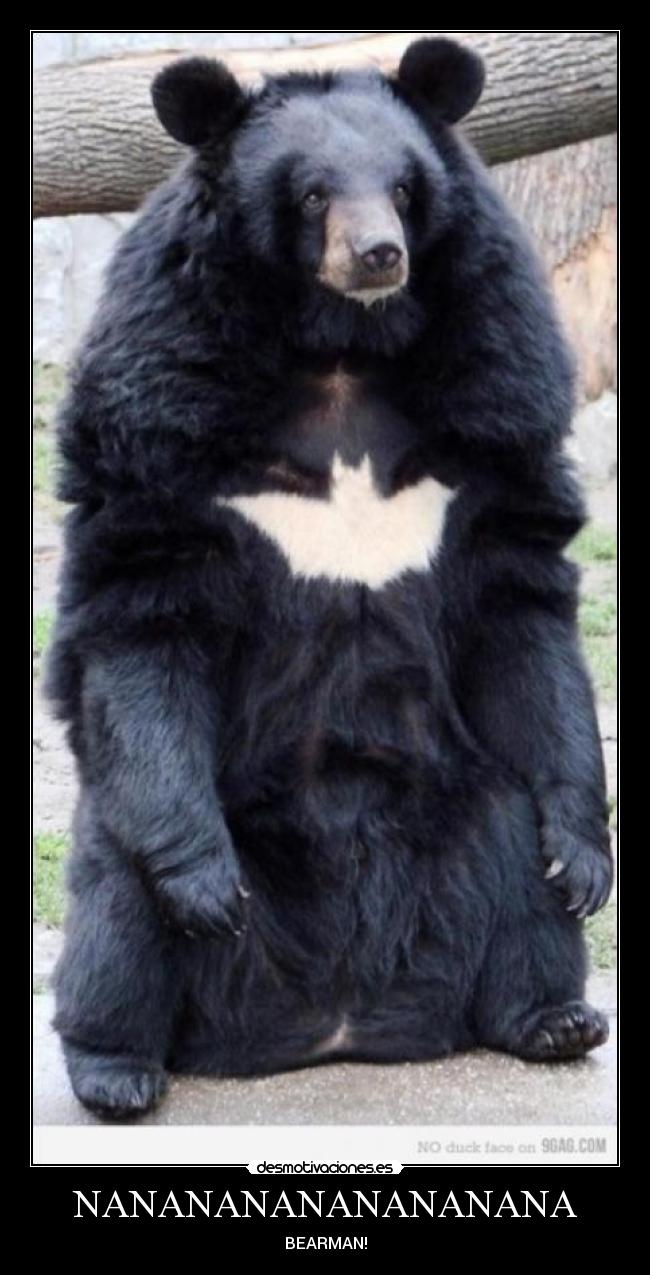 NANANANANANANANANA - BEARMAN!