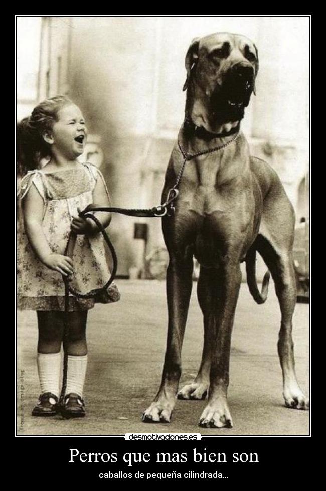 Perros que mas bien son - caballos de pequeña cilindrada...